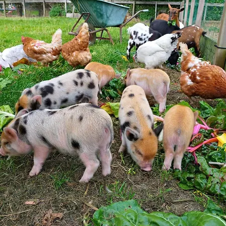 De Boerenskuur..chalet..