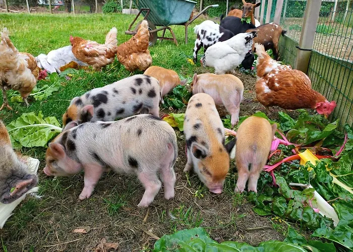 De Boerenskuur..chalet..